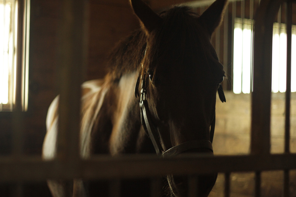 Animal Bedding For Horses